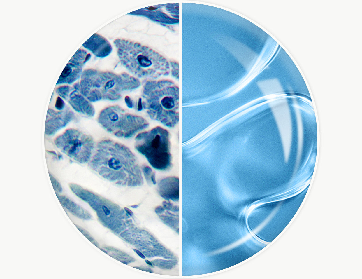 ectoin vs hyaluronic acid