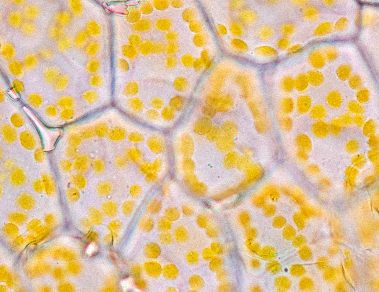 arginine in skincare