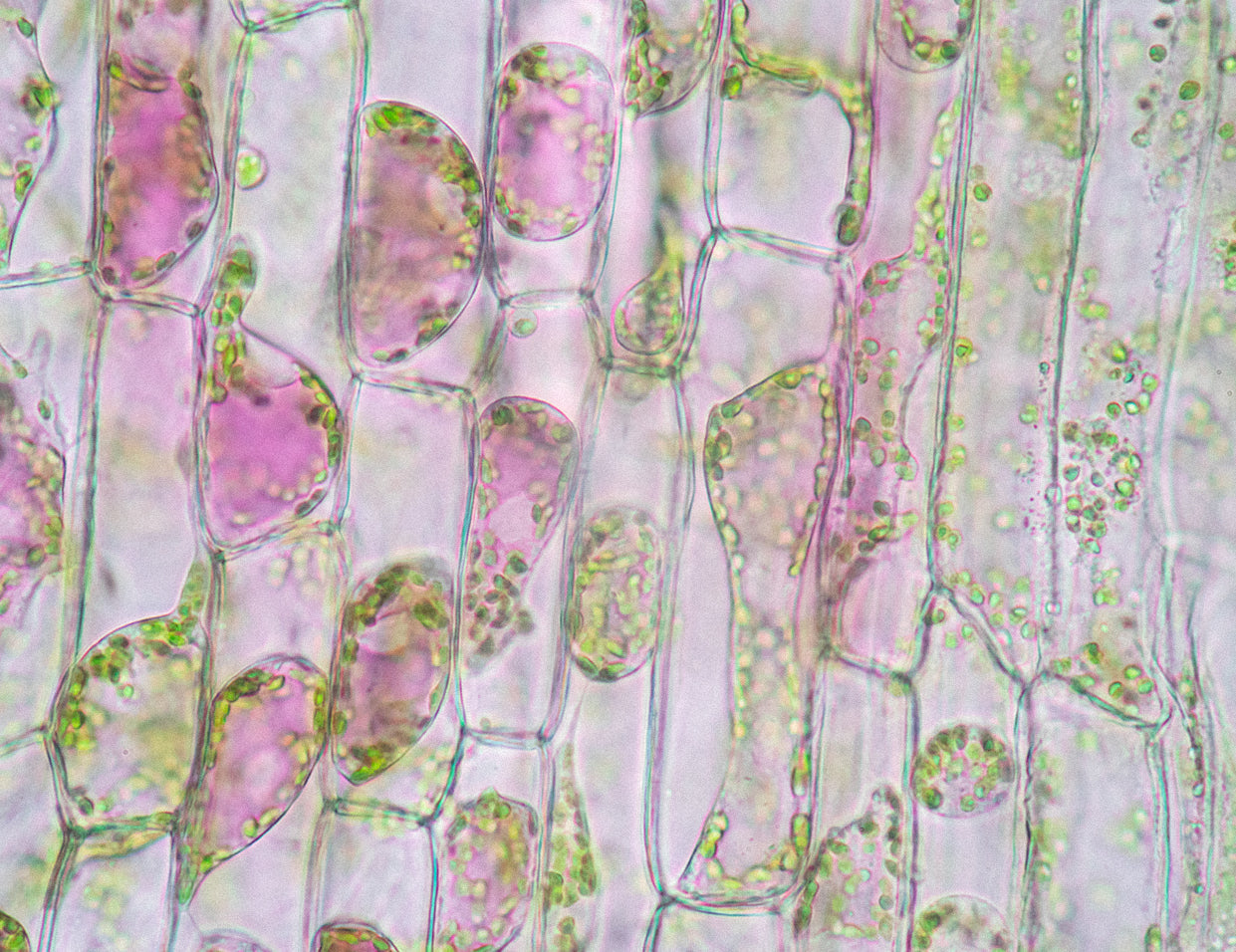 ceramides in skincare