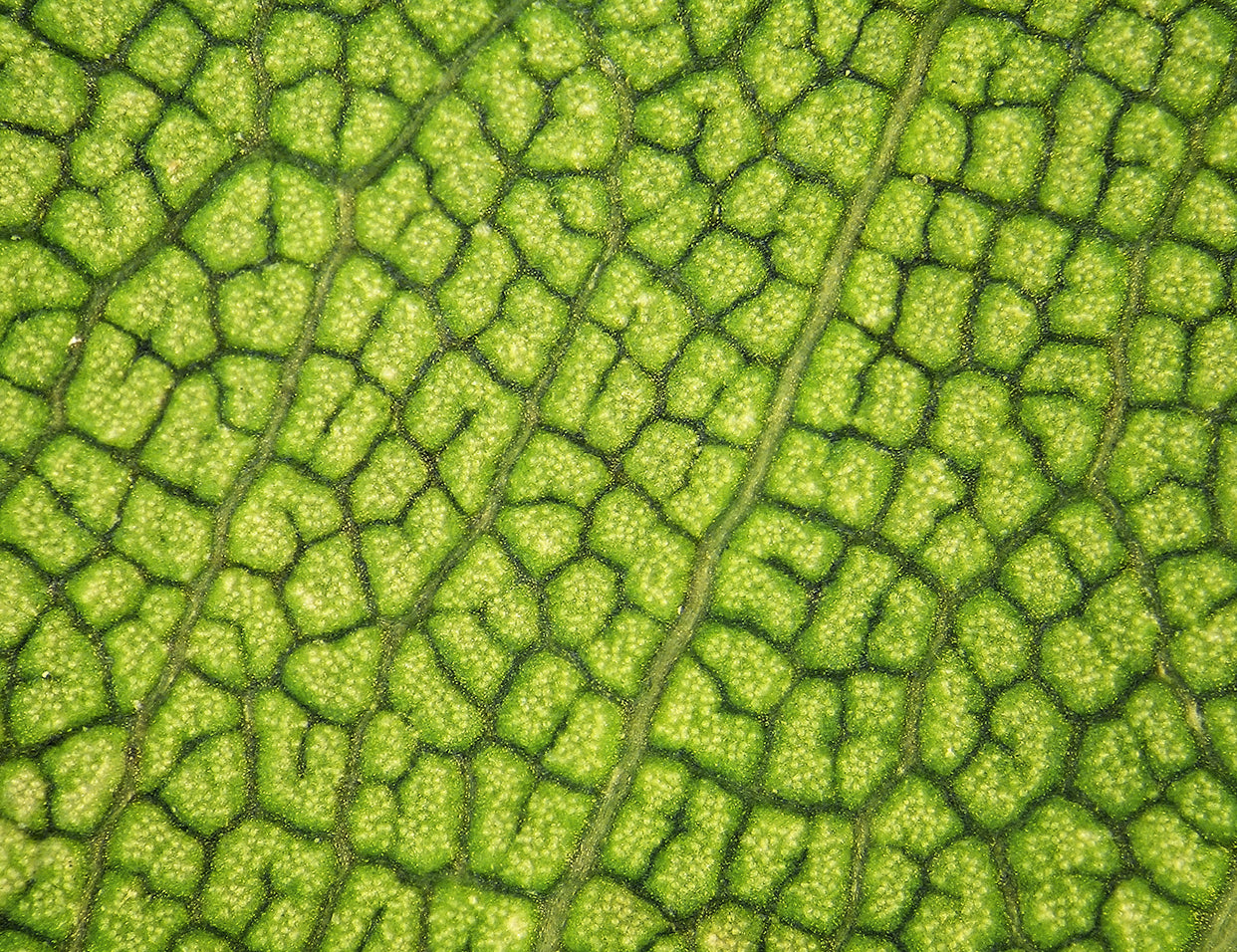 Phytosterols in Skincare