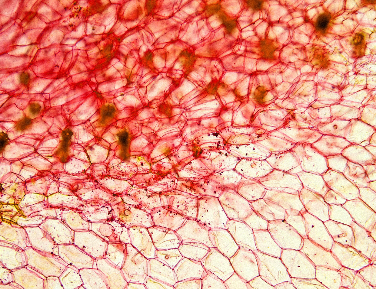 vitamin c in skincare