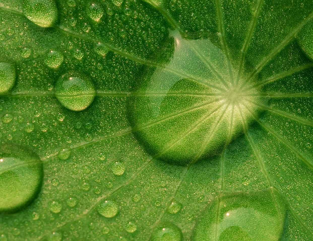 Centella Asiatica Triterpenoids