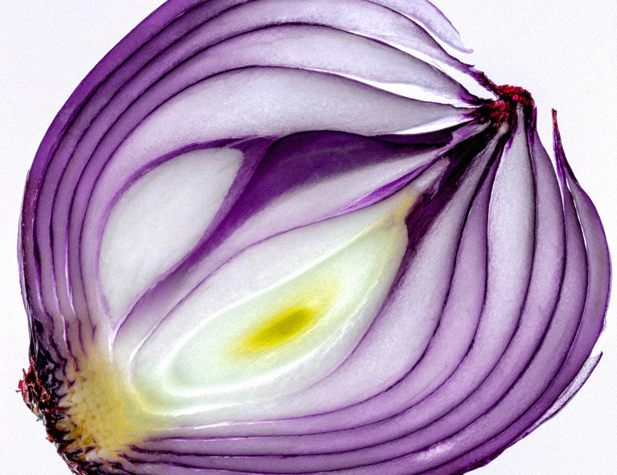 Onion Bulb Ferment in Skincare