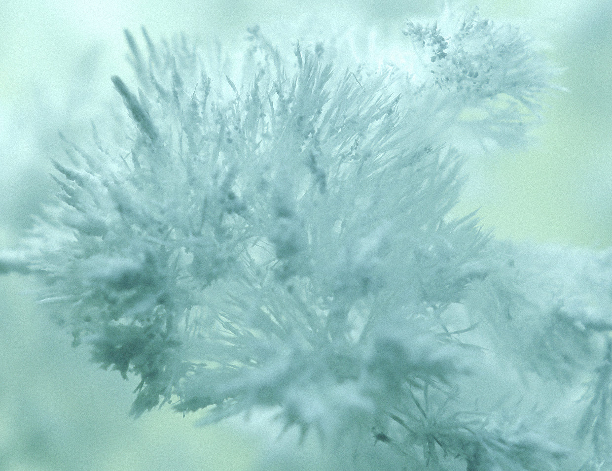 urea in skincare