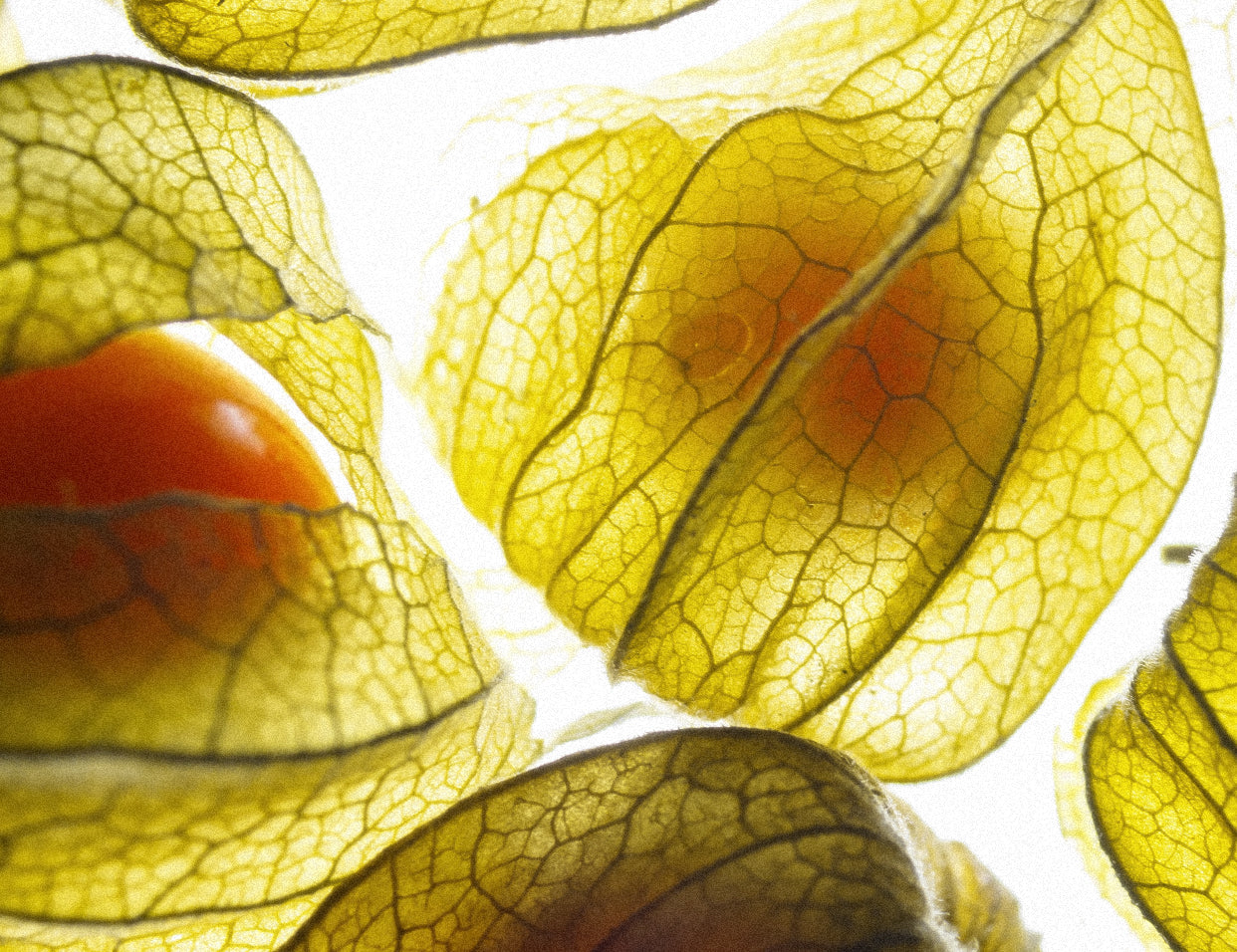 Physalis Angulata Extract