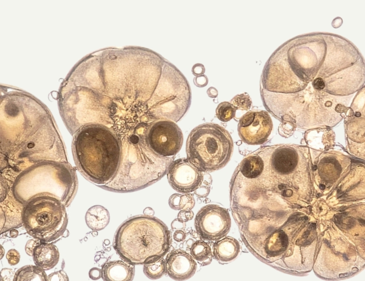 acetyl glucosamine in skincare