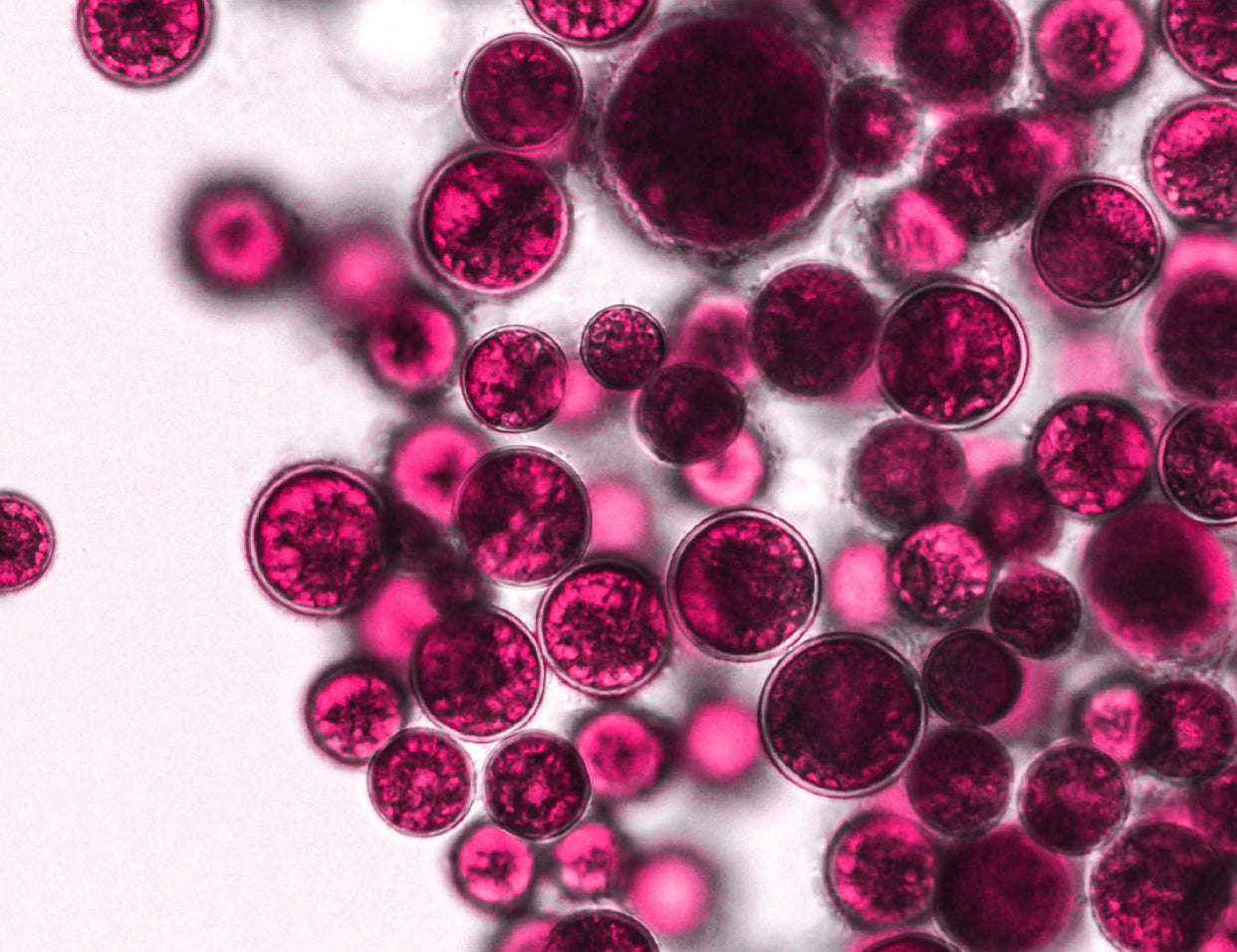 alpha arbutin in skincare