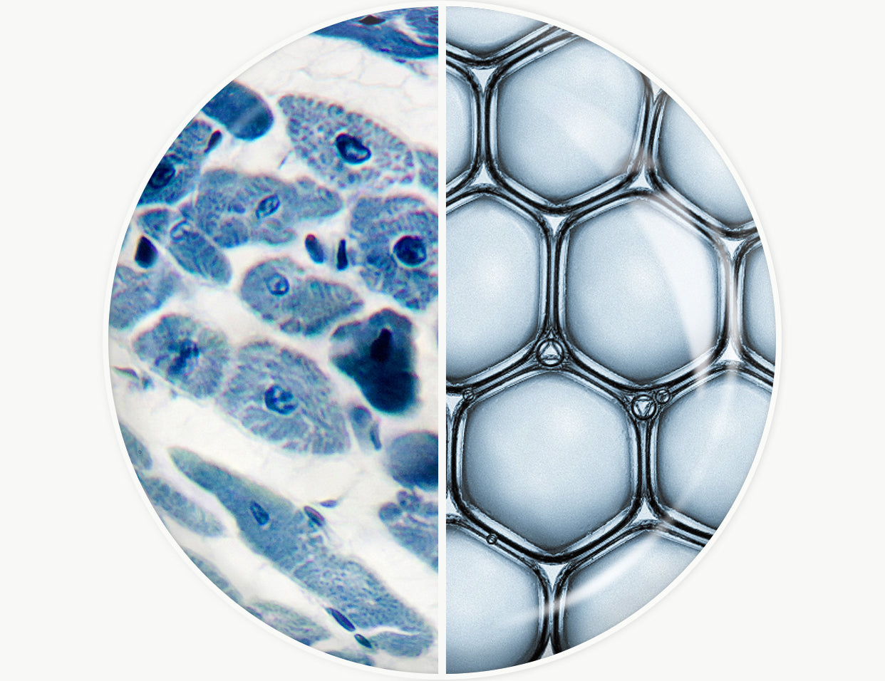 ectoin vs niacinamide