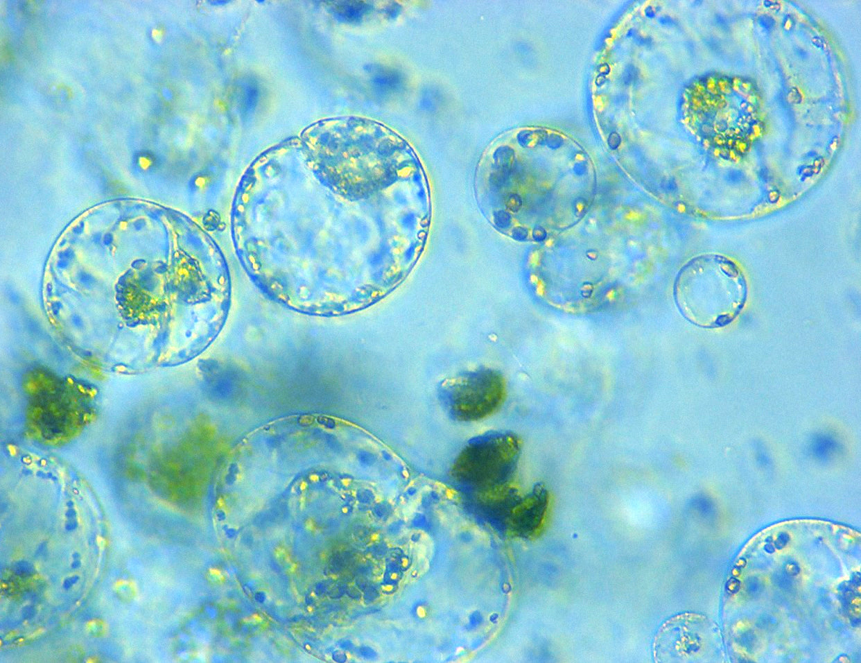 Slide image